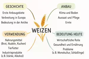 Vorschau - Arbeitsblätter - Arbeitsblatt "Weizen" + Onlineübung & MP3 + Mindmap + Infografik - Seite 3