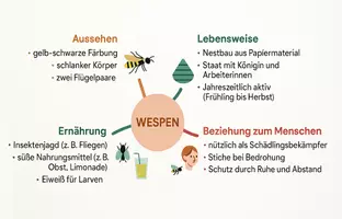 Vorschau - Arbeitsblätter - Arbeitsblatt "Wespen" + Onlineübung & MP3 + Mindmap + Infografik - Seite 3