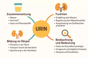 Vorschau - Arbeitsblätter - Arbeitsblatt "Urin" + Onlineübung & MP3 + Mindmap + Infografik - Seite 3