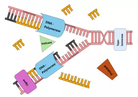 Vorschau - Mal- und Bastelvorlagen - Legemodell DNA-Replikation (Oberstufe) - Seite 2