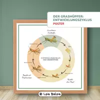 Vorschau - Fördermaterial/Inklusion - Der Grashüpfer: Entwicklungszyklus - Poster. - Deckblatt