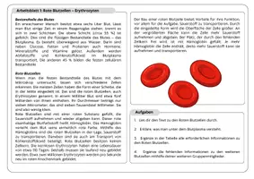 Vorschau - Stundenentwürfe - Blutzellen (Gruppenpuzzle) - Seite 1