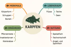 Vorschau - Arbeitsblätter - AB mit Fragen zum Thema "Karpfen" + Lösungsblatt + Mindmap + Infografik - Seite 2