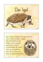 Vorschau - Stationenlernen - Lesekartei Igel Lesen Verstehen Abschreiben #edukiquiz - Seite 3
