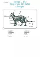 Vorschau - Stationenlernen - Die Katze: Stationsarbeit/Lerntheke | Unterrichtsreihe "Tiere in unserem Umfeld", Biologie, 5./6. Klasse - Seite 1