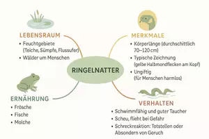 Vorschau - Arbeitsblätter - AB mit Fragen zum Thema "Ringelnatter" + Lösungsblatt + Mindmap + Infografik - Seite 2