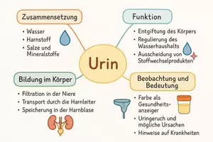 Vorschau - Arbeitsblätter - AB mit Fragen zum Thema "Urin" + Lösungsblatt + Mindmap + Infografik - Seite 2