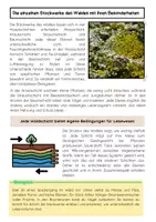 Vorschau - Arbeitsblätter - Die Stockwerke des Waldes: Moosschicht, Krautschicht, Strauchschicht, Baumschicht - Seite 2