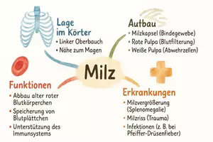 Vorschau - Arbeitsblätter - Arbeitsblätter zum Thema "Milz" + Lösung & MP3 + Mindmap + Infografik - Seite 2