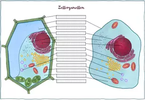 Vorschau - Arbeitsblätter - Zellorganellen Arbeitsblatt und Tabelle - Seite 1