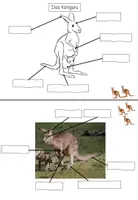 Vorschau - Stationenlernen - Lerntheke: Das Känguru (Wildtiere) - Seite 3