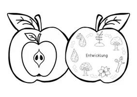 Vorschau - Anderer Materialtyp - Apfel Faltbüchlein - Seite 2