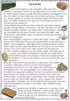 Vorschau - Arbeitsblätter - Kartoffel Leseweg, Sachtext, Leseförderung Sachunterricht, Leseverständnis, Lesetraining, Lesekompetenz - Seite 2