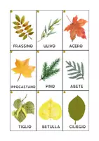 anteprima - UdA - Il ladro di foglie – Laboratorio STEAM - Pagina 2