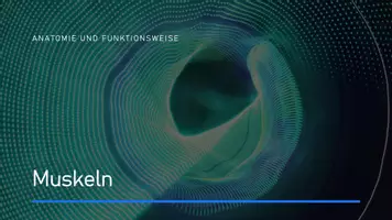 Vorschau - Stundenentwürfe - Die Muskeln und ihr Aufbau - Seite 1