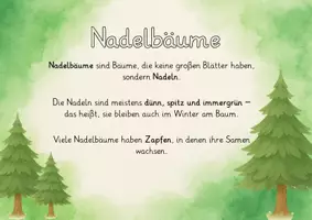 Vorschau - Präsentationen/Tafelbilder - Tafelmaterial Bäume - Definitionplakate - Bild- und Wortkarten - Seite 3