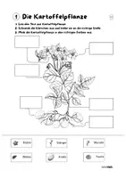 Vorschau - Arbeitsblätter - Stationenlernen Kartoffel - Station 01 - Die Kartoffelpflanze - Seite 3