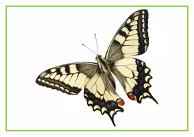 Vorschau - Stundenentwürfe - Tafelkarten zur Metamorphose des Schmetterlings - Seite 1