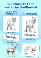Vorschau - Arbeitsblätter - Arktis & Antarktis entdecken – 32 Polartier-Bildkarten mit Poster zum Lernen und Forschen - Seite 3