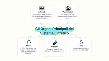 anteprima - Presentazioni / Lavagne - Gli organi principali del sistema linfatico - Pagina 3