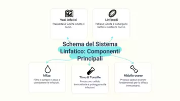 anteprima - Presentazioni / Lavagne - Raccolta di materiali: Sistema linfatico (presentazioni) - Pagina 3