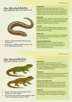 Vorschau - Stationenlernen - Entdecker-Karten Reptilien: Spannendes Wissen – mit Aufgaben zum Weiterdenken - Seite 2