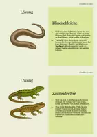 Vorschau - Stationenlernen - Entdecker-Karten Reptilien: Spannendes Wissen – mit Aufgaben zum Weiterdenken - Seite 3