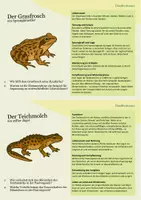 Vorschau - Stationenlernen - Entdecker-Karten Amphibien: Spannendes Wissen – mit Aufgaben zum Weiterdenken - Seite 2