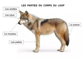 Aperçu - Feuilles d'exercices - Les parties du corps du loup (maternelle, CP) - Page 1
