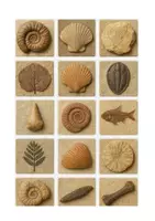 anteprima - Esperimenti - Verifica di storia fonti, fossili + diario del paleontologo - Pagina 2