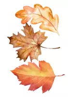 Vorschau - Präsentationen/Tafelbilder - Tafelbilder zum Herbst - Seite 2