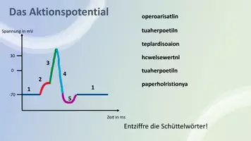 Vorschau - Interaktives Material - Warm up: Aktionspotential - Seite 3