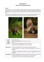 Vorschau - Klassenarbeiten - Klassenarbeit Tierbeschreibung: Weißrüssel-Nasenbär - Seite 1