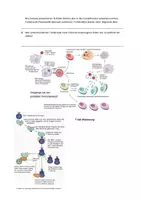 Vorschau - Arbeitsblätter - Arbeitsblatt Immunsystem Aufgaben ELISA - Seite 1