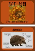 Vorschau - Arbeitsblätter - Sachunterricht: Der Igel (Reihe) - Seite 2