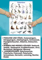Vorschau - Poster - Polartiere entdecken – 2 Lernposter zu Arktis & Antarktis im DIN A4/A3 Format für Kita & Schule - Seite 1