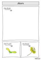 Vorschau - Arbeitsblätter - Komplettpaket: Heimische Bäume - Herbarium - Seite 3