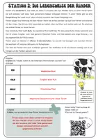Vorschau - Mal- und Bastelvorlagen - Das Rind - Stationsarbeit/Lerntheke | Unterrichtsreihe "Tiere in unserem Umfeld", Biologie, 5.-6. Klasse - Seite 2