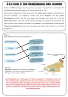 Vorschau - Mal- und Bastelvorlagen - Das Rind - Stationsarbeit/Lerntheke | Unterrichtsreihe "Tiere in unserem Umfeld", Biologie, 5.-6. Klasse - Seite 3