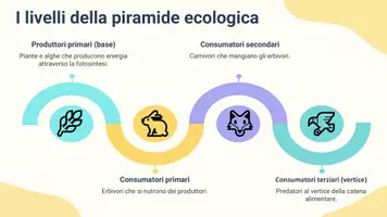 anteprima - Presentazioni / Lavagne - Rappresentare graficamente una piramide ecologica a partire da un ecosistema reale. - Pagina 3