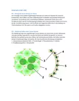 Vorschau - Arbeitsblätter - Klausur: Zellbiologie, Mehrzelligkeit, Differenzierung, Speziaisierung - Seite 1