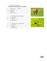 Vorschau - Arbeitsblätter - Nomen und Adjektive - Übungen zur Grammatik - Seite 3