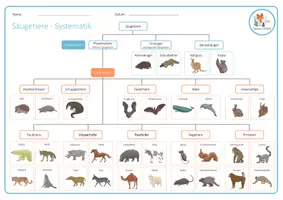 Vorschau - Arbeitsblätter - Säugetiere Systematik – Arbeitsblatt - Seite 3