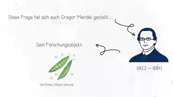 Vorschau - Unterrichtsreihen - Genetik: Mendelsche Regeln | Biologie 12 | 3 fertige Unterrichtsstunden | sofort einsetzbar - Seite 3
