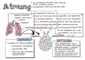 Vorschau - Arbeitsblätter - Sketchnotes Herz und Kreislaufsysteme - Seite 1