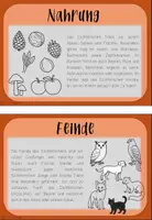 Vorschau - Unterrichtsreihen - Sachunterricht: Das Eichhörnchen (Reihe) - Seite 2