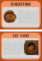 Vorschau - Unterrichtsreihen - Sachunterricht: Das Eichhörnchen (Reihe) - Seite 3