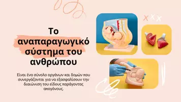 Προεπισκόπηση - Παρουσιάσεις - 🧬 Αναπαραγωγή – Ανάπτυξη | Βιολογία Α΄ Λυκείου - Σελίδα 2