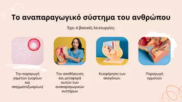 Προεπισκόπηση - Παρουσιάσεις - 🧬 Αναπαραγωγή – Ανάπτυξη | Βιολογία Α΄ Λυκείου - Σελίδα 3