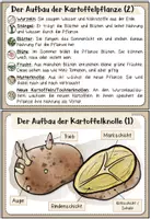 Vorschau - Merkblätter - Die Kartoffel | Wissenskartei - Seite 2